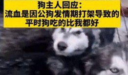爆料狗狗打架视频播放在线观看,在线观看惊心动魄瞬间