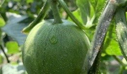 娱乐圈吃羊角瓜