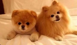 最新宠物爆料,揭秘最新宠物爆料背后的神秘故事